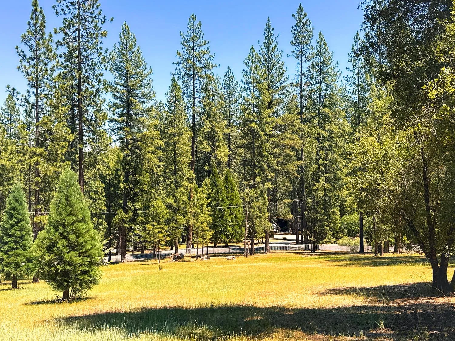 Open meadow on the parcel surrounded by mature pines