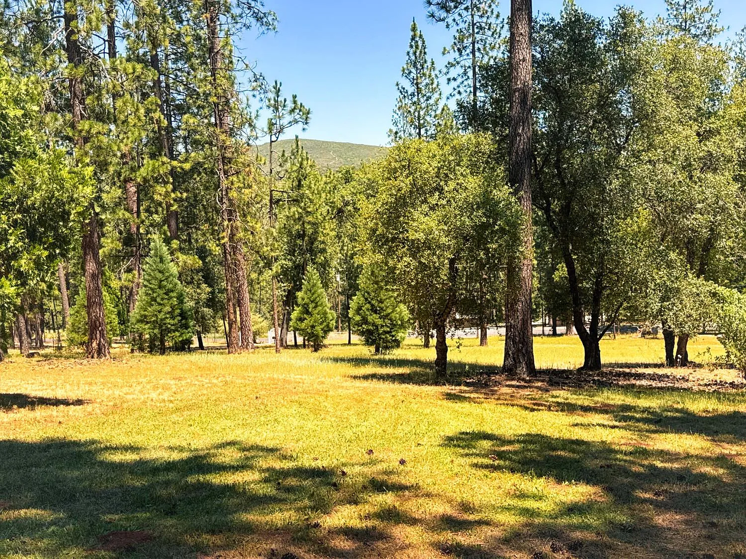 Expansive cleared yard in green grass ringed by oaks and pines