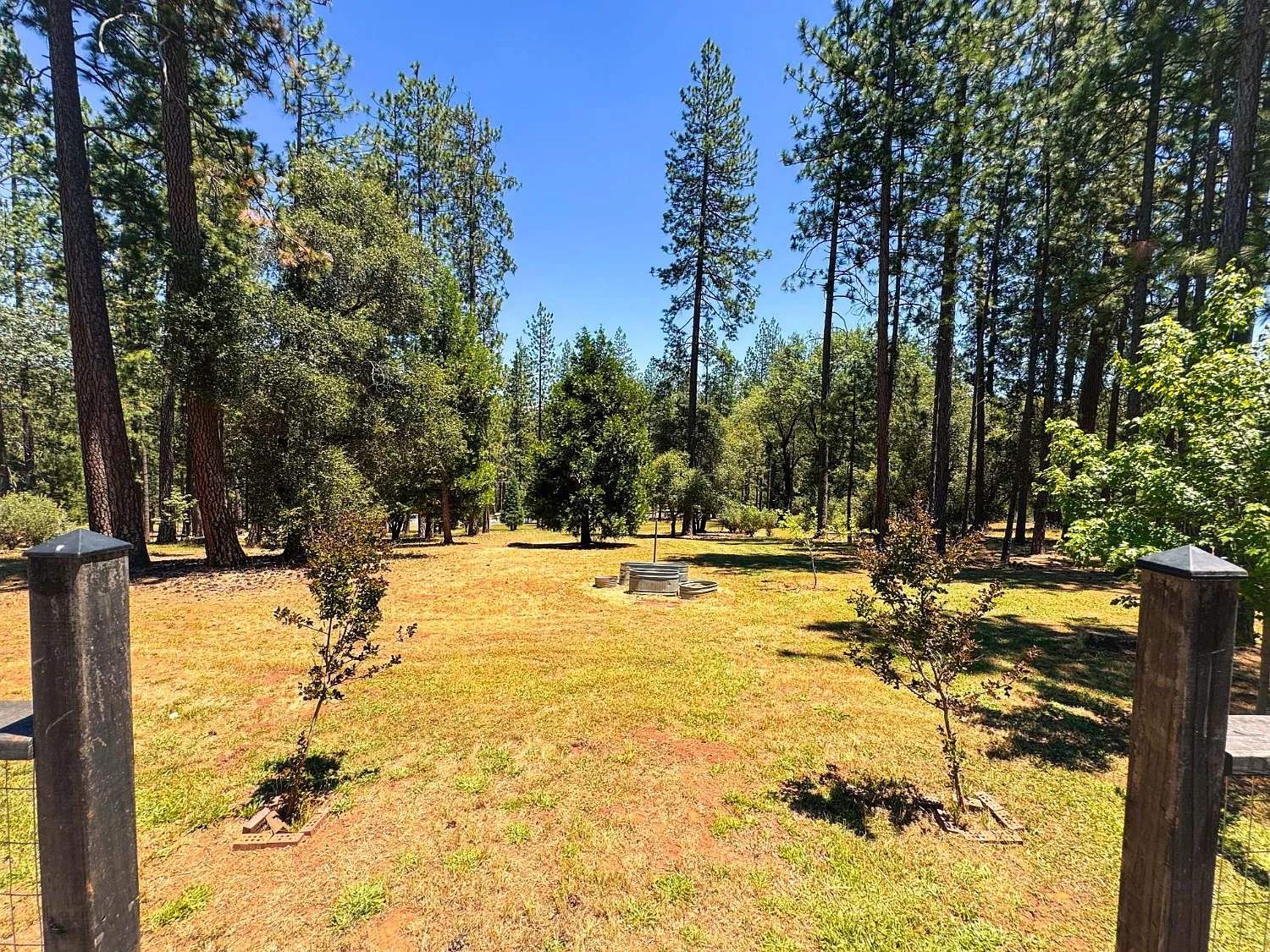 Open acreage under tall ponderosa pines with fence posts marking the boundary
